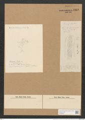 Berkeleya blythii (Ag.) Grun. (de-Toni-Nr.: Genus 21, Species 1222) Zeichnungen Sammlung Grunow Nr. 2363 (NHMW-BOT-W0369497)